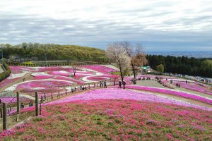 Dari bagian tertinggi di Taman Misato Shiba-zakura. Anda dapat menemukan seni bunga paling menakjubkan yang berwarna-warni dan terkesan mistis.