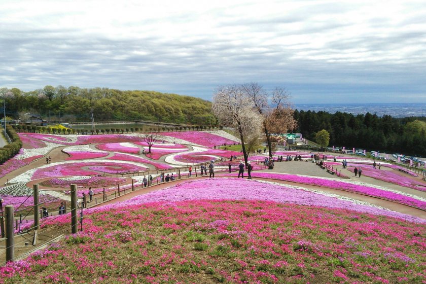 From the highest part of the Misato Shiba-zakura Park. You can find the most amazing view of the colourful, yet mystical flower art.
