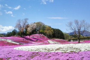 View from somewhere near the entrance of the park. The magic of the pink&nbsp;Moss Phlox art awaits...