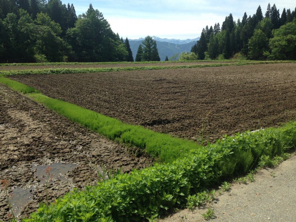Un champ de riz en jachère, bientôt ensemencé, pris un peu plus tôt dans la saison