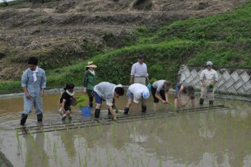 Planting Rice in the Hills of Teshima