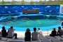 Un nouvel aquarium ouvre à Sendai