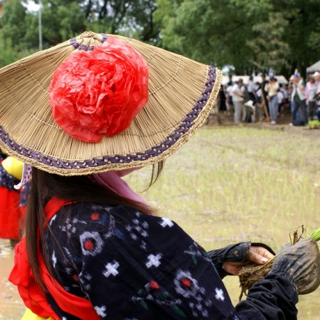 Arao Rice Planting Festival in Photos