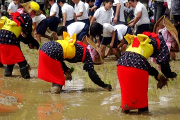 <p>Local schoolkids joined the costumed planters in the paddy</p>