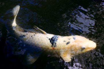 <p>Beautiful koi fill the pond on the shrine grounds.</p>