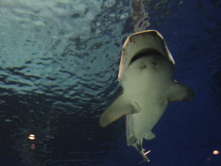 An shark patrols the area.&nbsp;
