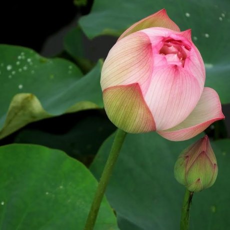 Fukui's Lotus Paradise in Heaven