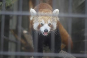An amazing red panda.