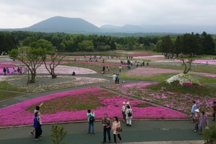 Hamparan bunga pink Fujishibazakura yang nampak sebagian sudah berguguran.