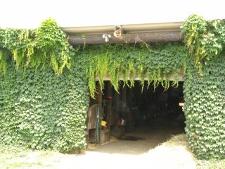 The ivy covered barn, which keeps it nice and cool in summer.
