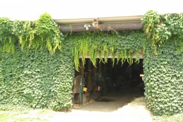 <p>The ivy covered barn, which keeps it nice and cool in summer.</p>