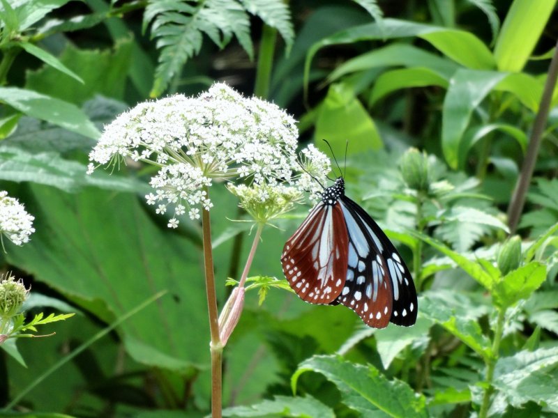 <p>Бабочка присела на цветок вдоль тропы озера Онума</p>
