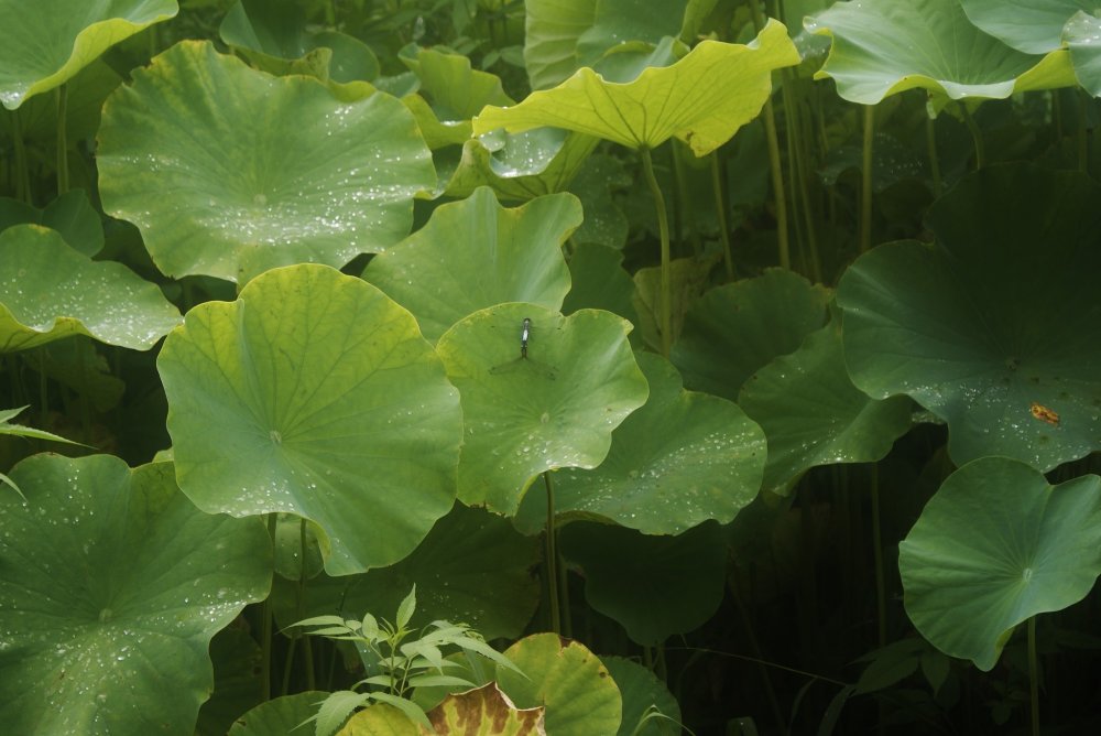 Yakushiike K&ocirc;en : la mer de lotus, abritant de jolis sp&eacute;cimens