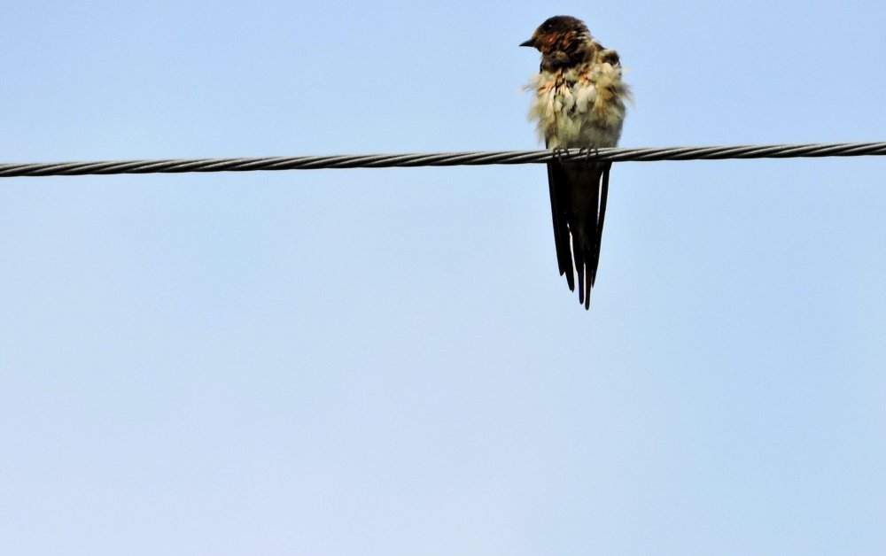 A fledgling swallow