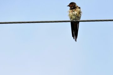 <p>A fledgling swallow</p>