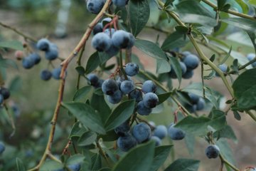 <p>The sweetest blueberries are the most plump ones. &nbsp;</p>