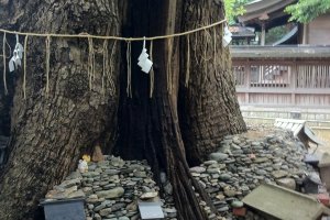 Little shrines making their home around the sacred camphor tree