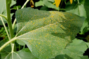 <p>Thick dusting of golden pollen on a leaf</p>