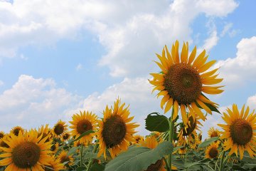 <p>One sunflower was &#39;head above the others&#39;</p>