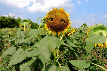 <p>Someone has carved a face on this sunflower</p>