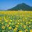 Sunflower Paradise in Fukui