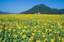 Sunflower Paradise in Fukui