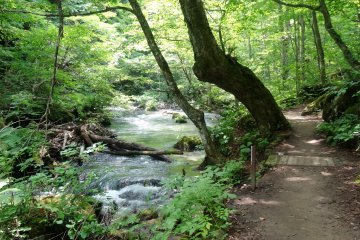 <p>The hiking trail is relatively flat throughout the entire 14 kilometer walk</p>