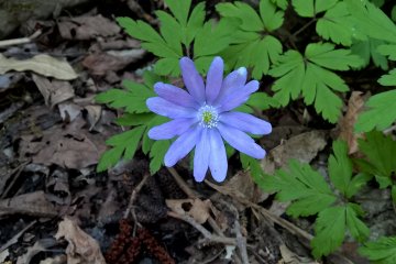 <p>Anemone Pseudoaltaica, きくざきいちげ blooms in&nbsp; April</p>