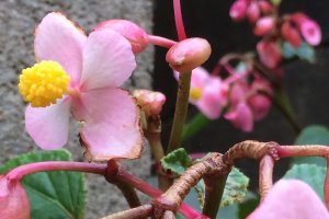 Estes s&atilde;o exemplos de flores de ver&atilde;o na cidade de Sosa, Chiba, Jap&atilde;o