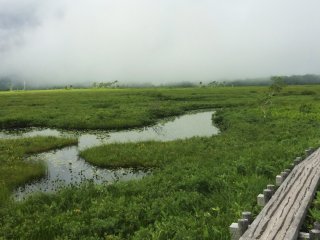The wooden path allows hikers to leave the marshland from being disturbed.