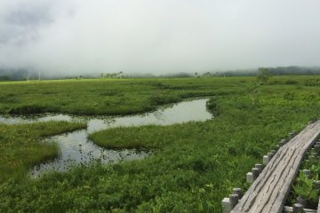 <p>The wooden path allows hikers to leave the marshland from being disturbed.</p>