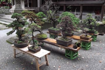<p>Bonsai in front of the main hall</p>