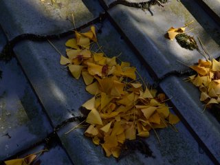 Lá cây bạch quả rụng đầy trên mái nhà