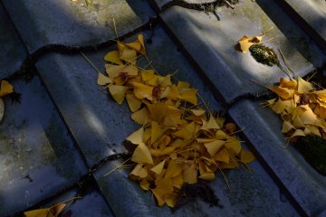 <p>Ginkgo leaves piling up</p>