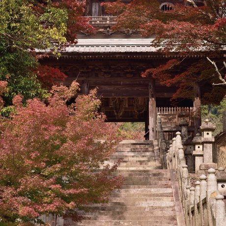 Cảnh sắc mùa thu ở đền Hashikura 