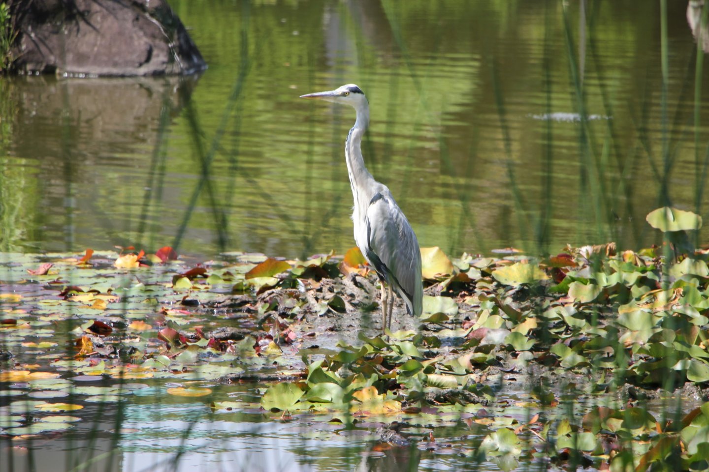 A heron cleaning its feathers in the middle of the pond