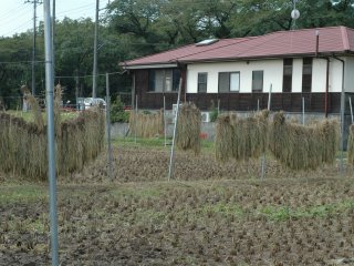 Newly harvested rice are hung up to dry.&nbsp;