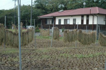 <p>Newly harvested rice are hung up to dry.&nbsp;</p>