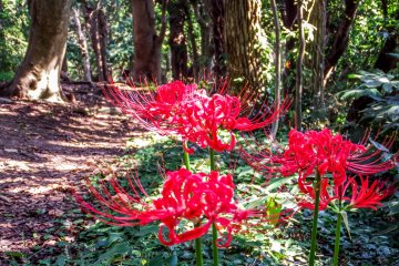 <p>Just some of the many colorful flowers I encountered throughout this walk</p>