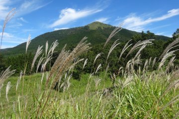 <p>Серебрянная пампасная трава с видами на горную цепь Кудзю</p>