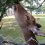Deer Antler-Cutting at Nara