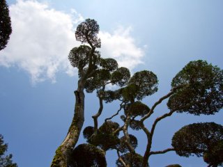 Immaculate trees in the Hakone Detached Palace Garden (formerly Onshi Hakone Park)