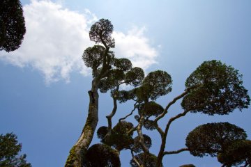 Immaculate trees in the Hakone Detached Palace Garden (formerly Onshi Hakone Park)