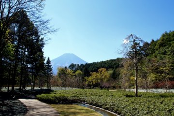 A beautiful garden with a beautiful mountain