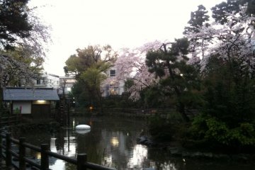 <p>ดอกซากุระในสวนสาธารณะโชโตะ</p>