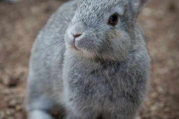 <p>Most of the rabbits on Okunoshima are brown, but this little guy (or girl) had silver fur</p>