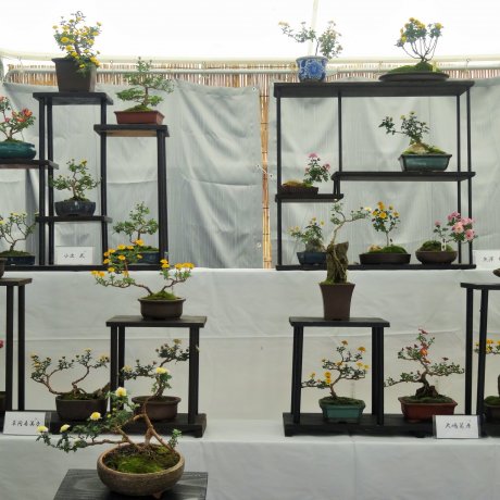 Bonsai Chrysanthemum Display