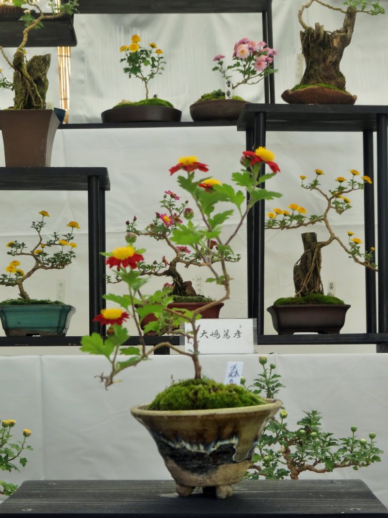 <p>The mums have been carefully tended in the typical bonsai style</p>