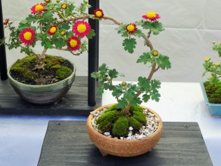 These two bonsai appear as if they are growing into each other