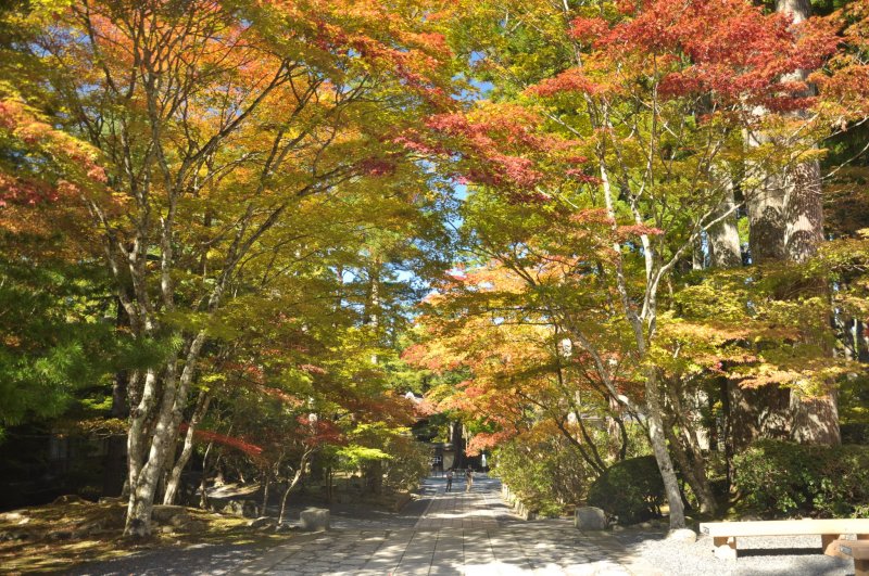 <p>The path leading to&nbsp;Reihokan Museum becomes much more attractive</p>